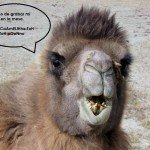 La opinión de Camello Robot. #1